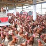 Souveraineté alimentaire au Gabon : l&rsquo;urgence de soutenir les acteurs locaux