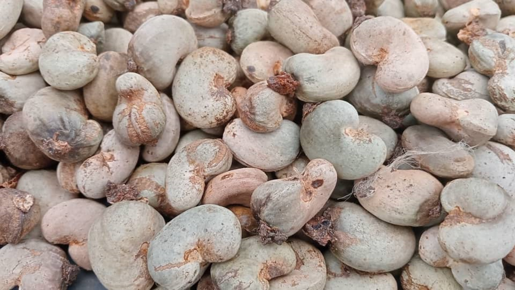 la mauvaise récolte d'anacardes est liée à des perturbations climatiques et à des pratiques agricoles inadaptées
