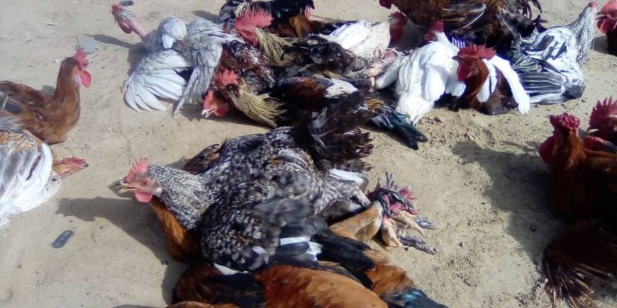 volaille au Tchad : la crise des prix à ati bouleverse les foyers et l'économie locale